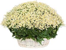 Цветочная композиция из Ромашки в корзине #REPLACE_PRED# Студенке